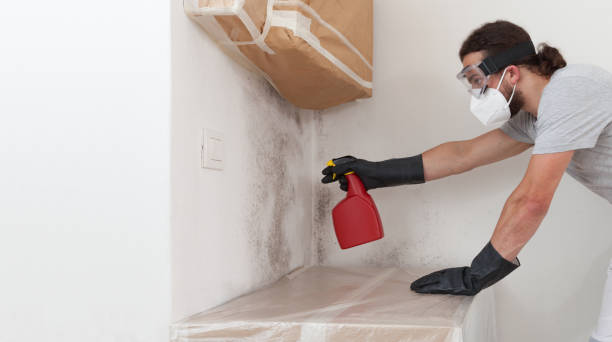 Professional Attic Mold Removal technician working in Honor, MI