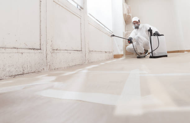 24/7 Emergency Attic Mold Removal experts in Honor, MI