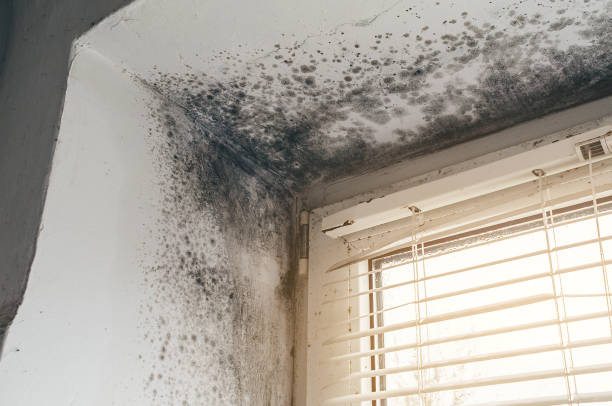 Affordable Attic Mold Removal solutions in Honor, MI