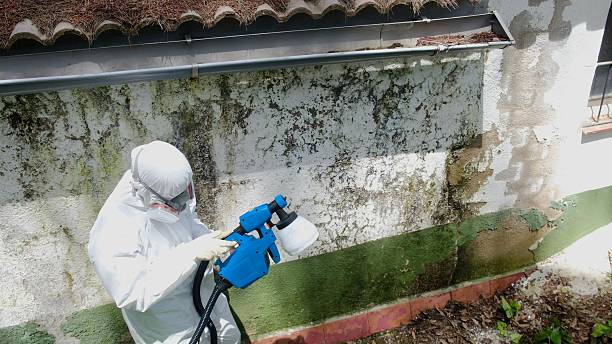 Top rated local Attic Mold Removal specialists in Honor, MI